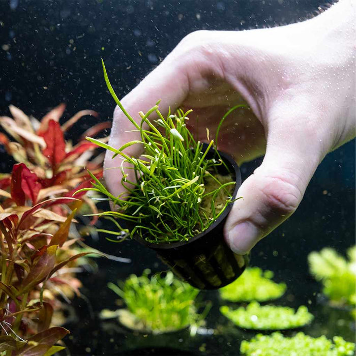 Micro Sword - Aquarium Co - Op