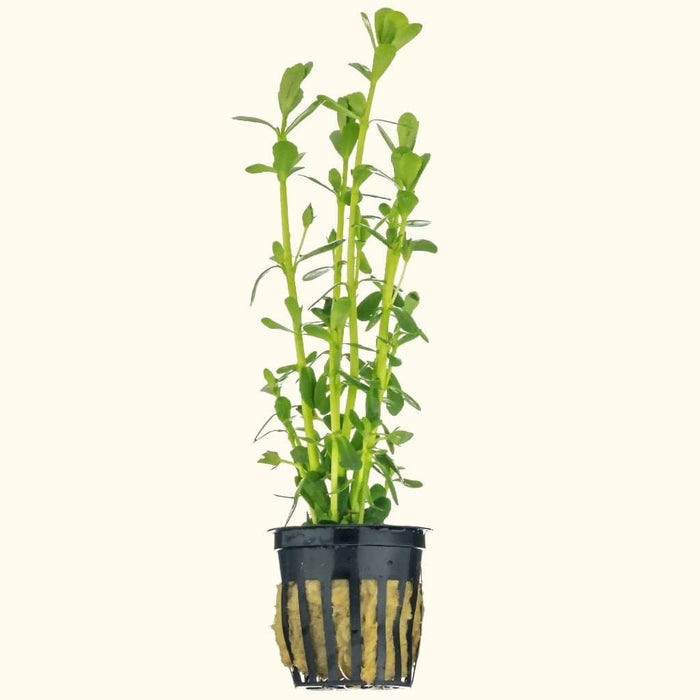 Moneywort - Aquarium Co - Op