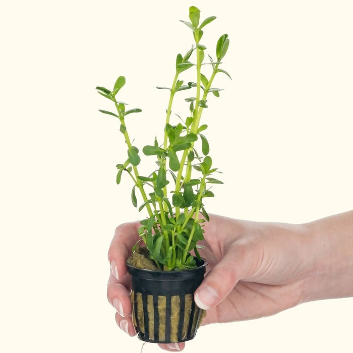 Moneywort - Aquarium Co - Op
