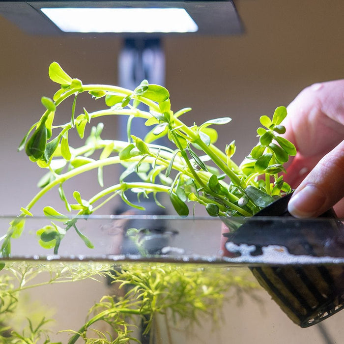 Moneywort - Aquarium Co - Op