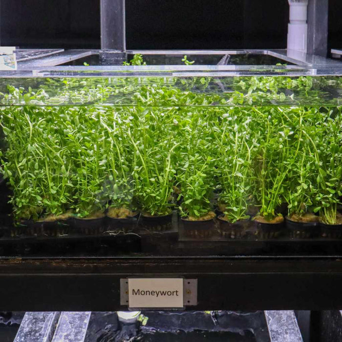 Moneywort - Aquarium Co - Op
