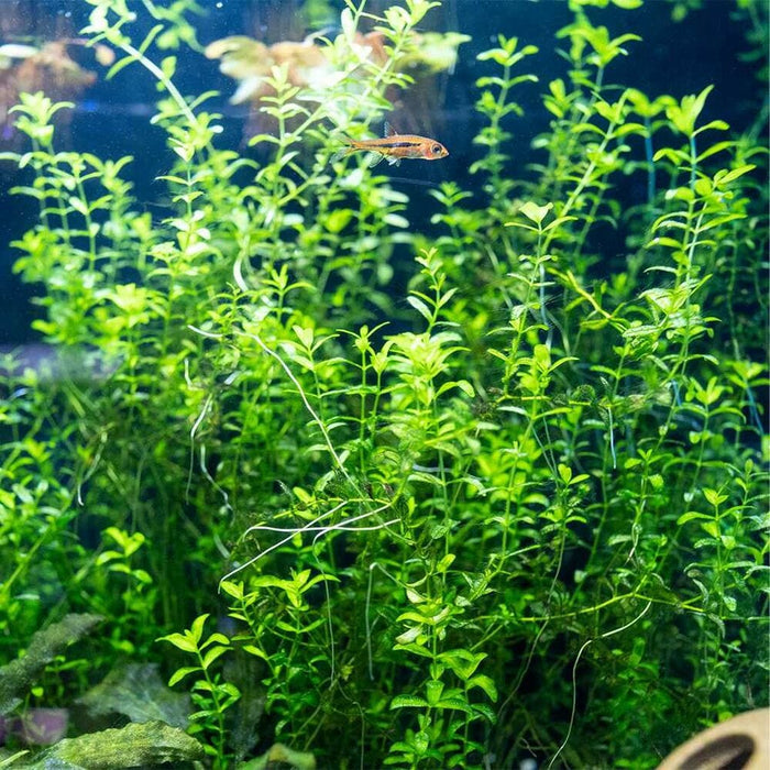 Pearl Weed - Aquarium Co - Op