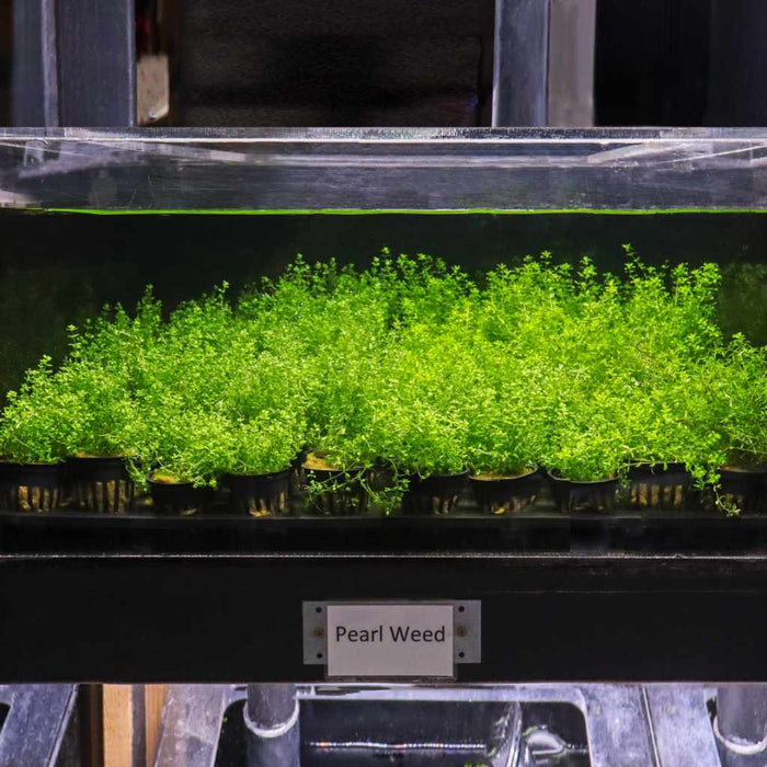 Pearl Weed - Aquarium Co - Op