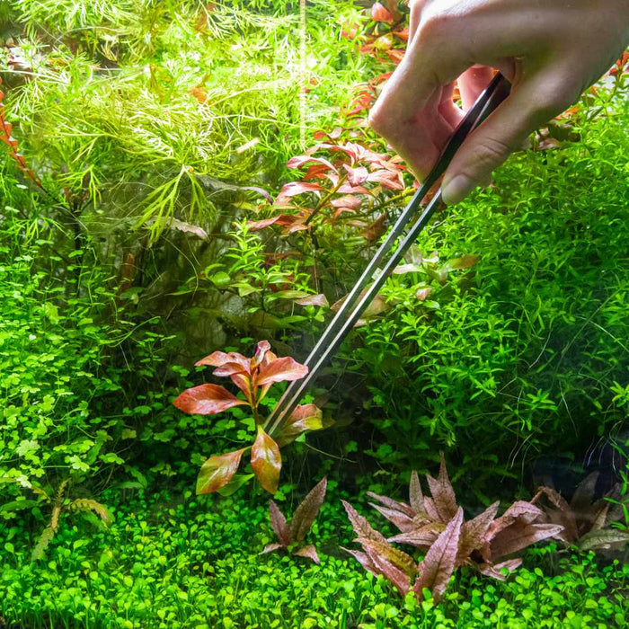 Scratch and Dent Planting Tweezers - Aquarium Co - Op