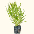 Pogostemon Stellatus 'Octopus' - Aquarium Co - Op