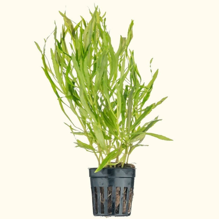 Pogostemon Stellatus 'Octopus' - Aquarium Co - Op