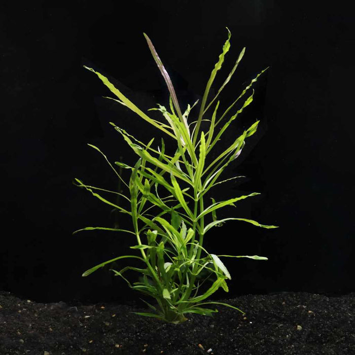 Pogostemon Stellatus 'Octopus' - Aquarium Co - Op