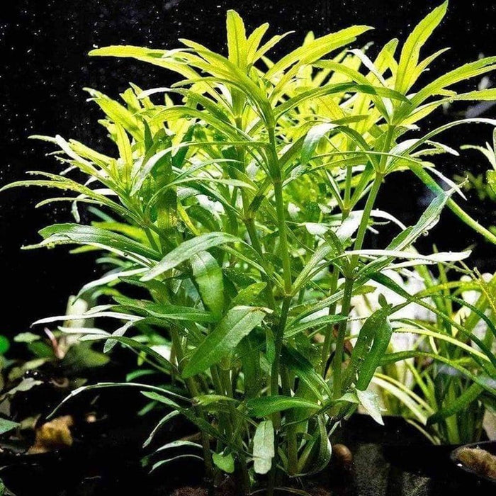 Pogostemon Stellatus 'Octopus' - Aquarium Co - Op