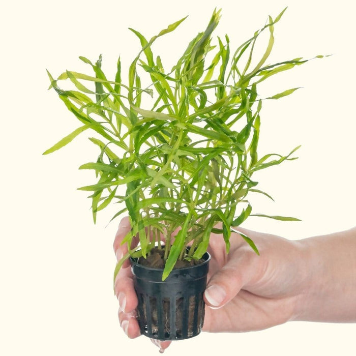 Pogostemon Stellatus 'Octopus' - Aquarium Co - Op