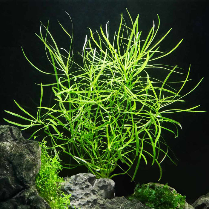 Pogostemon Stellatus 'Octopus' - Aquarium Co - Op