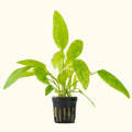 Radican Marble Queen Sword - Aquarium Co - Op