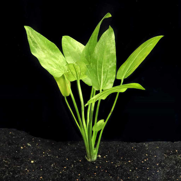 Radican Marble Queen Sword - Aquarium Co - Op
