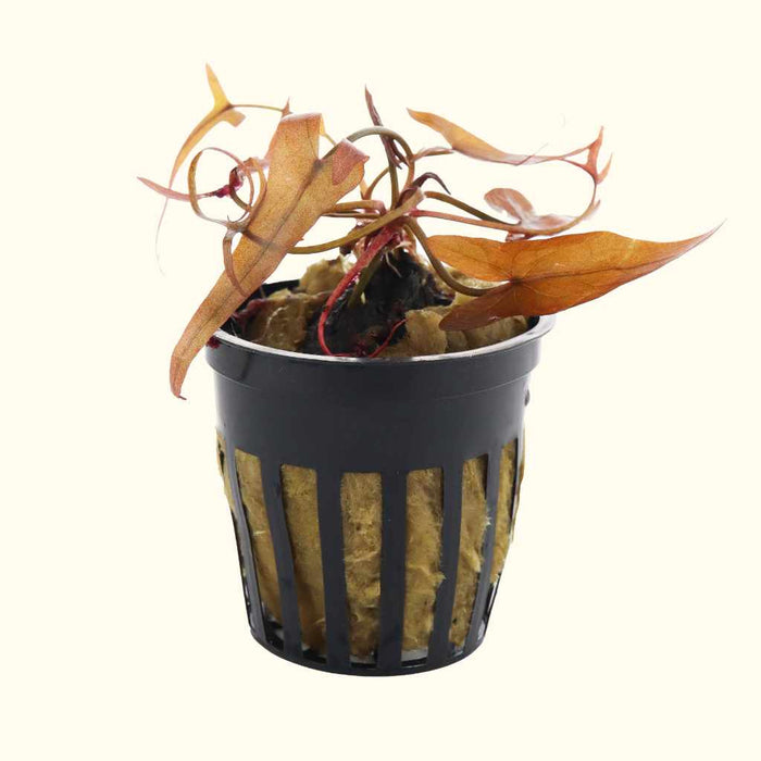 Red Dwarf Aquarium Lily Bulb - Aquarium Co - Op