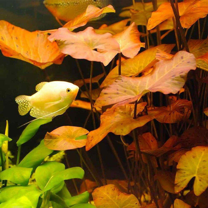 Red Dwarf Aquarium Lily Bulb - Aquarium Co - Op