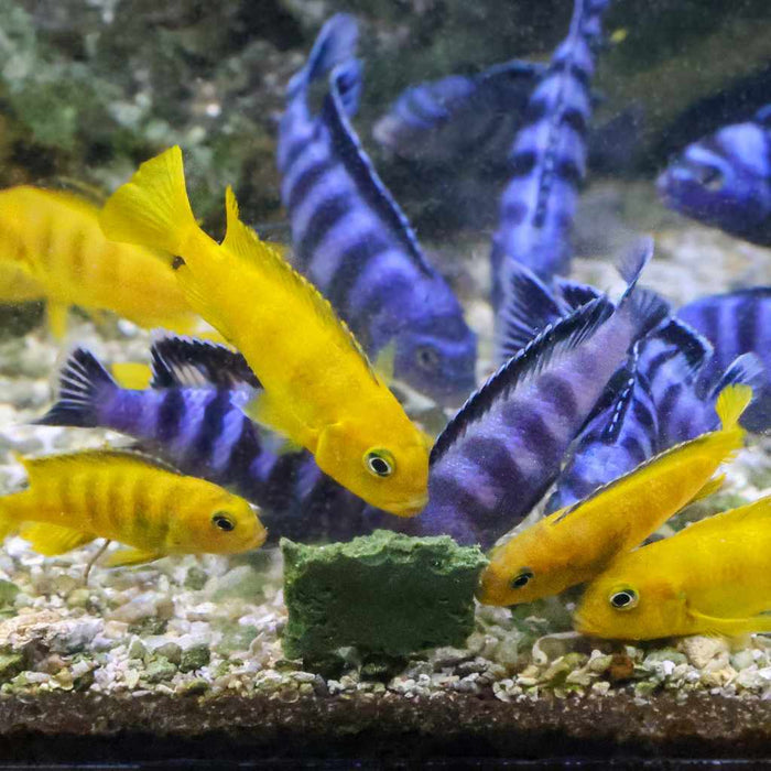 Repashy Soilent Green - Aquarium Co - Op