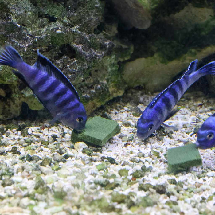 Repashy Soilent Green - Aquarium Co - Op