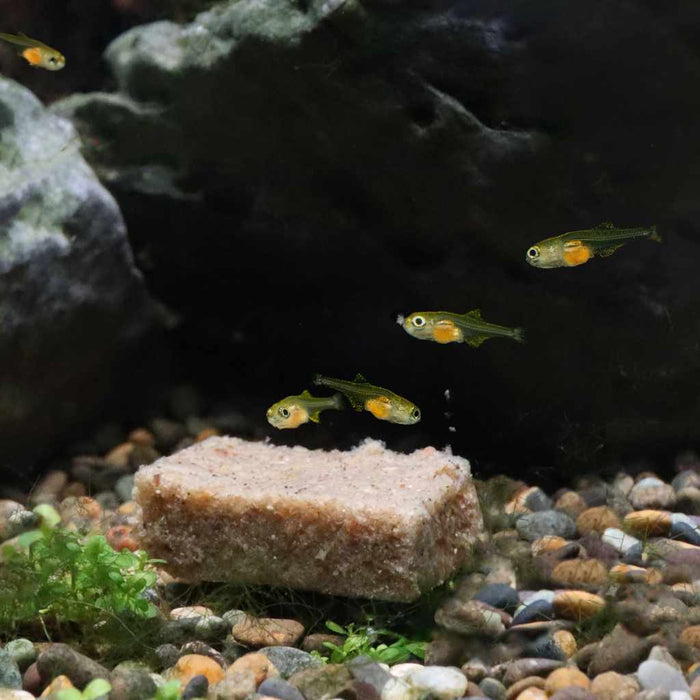 Repashy Spawn and Grow - Aquarium Co - Op