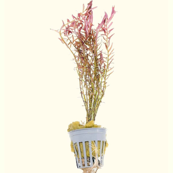 Rotala H’ra - Aquarium Co - Op