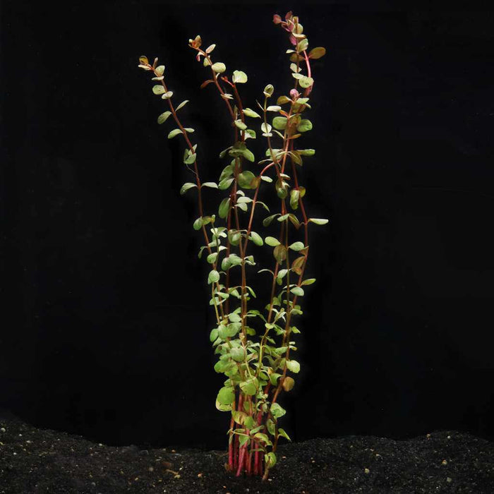 Rotala H’ra - Aquarium Co - Op