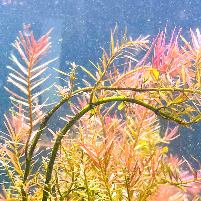 Rotala H’ra - Aquarium Co - Op