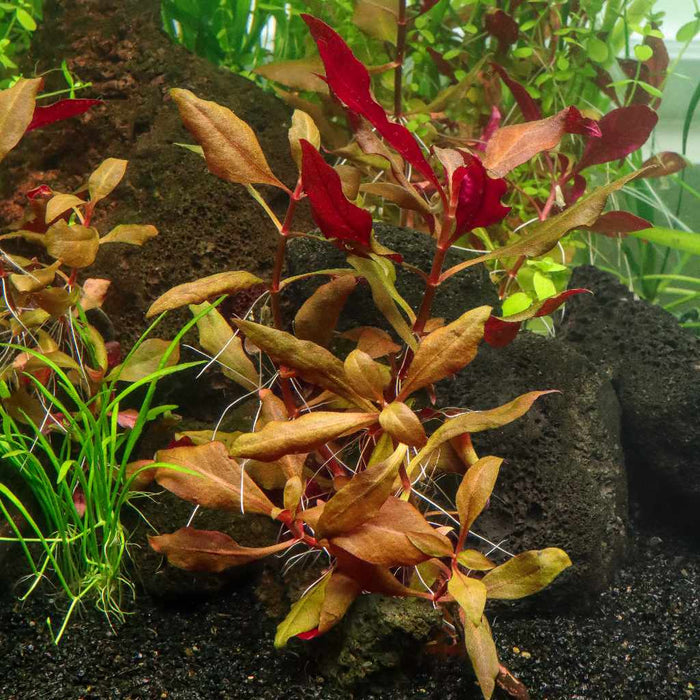 Scarlet Temple - Aquarium Co - Op