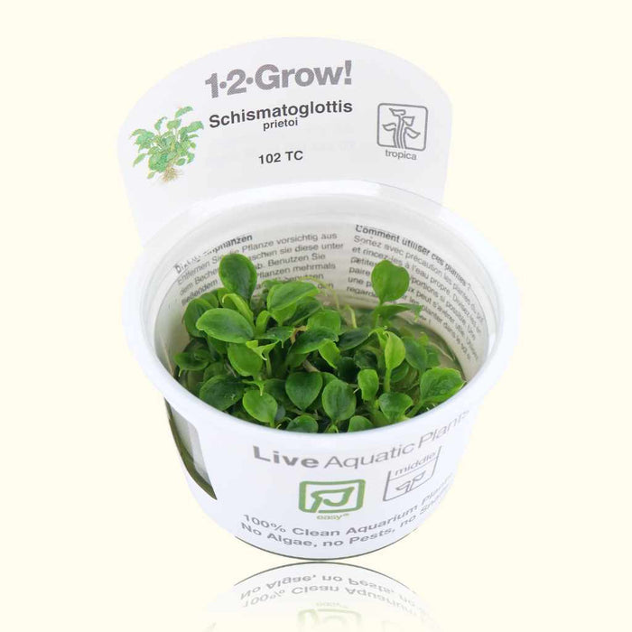 Schismatoglottis Prietoi Tissue Culture - Aquarium Co - Op