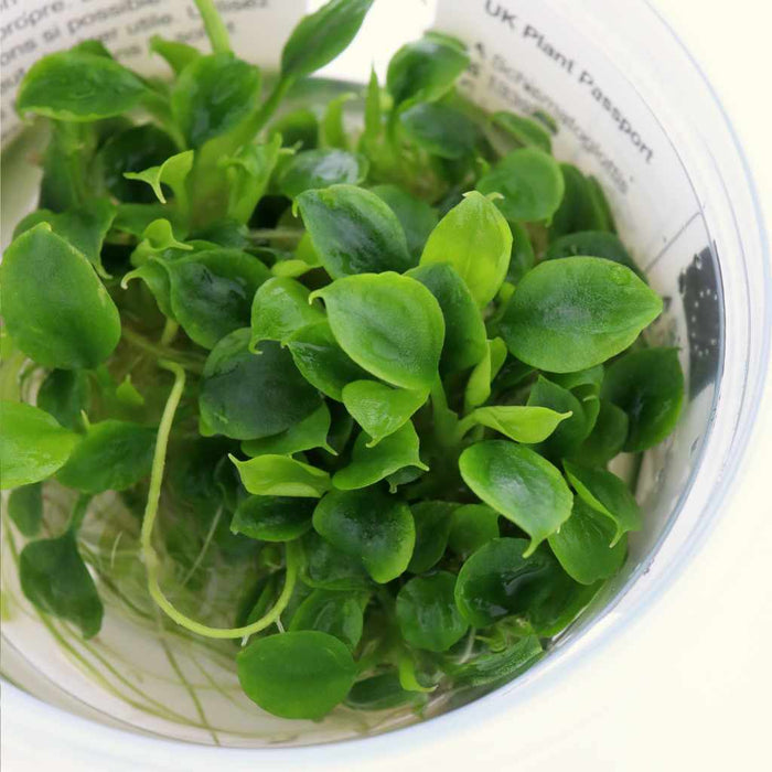Schismatoglottis Prietoi Tissue Culture - Aquarium Co - Op