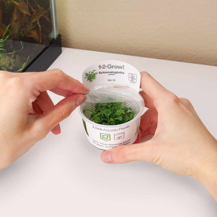 Schismatoglottis Prietoi Tissue Culture - Aquarium Co - Op