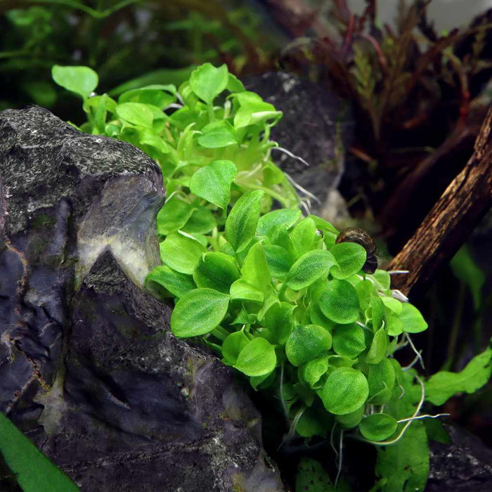 Schismatoglottis Prietoi Tissue Culture - Aquarium Co - Op