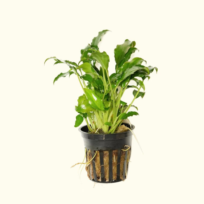 Schismatoglottis Prietoi - Aquarium Co - Op