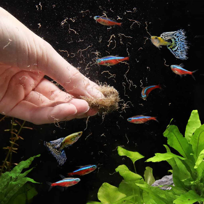 Scratch and Dent Aquarium Co - Op Freeze Dried Tubifex Worms - Aquarium Co - Op