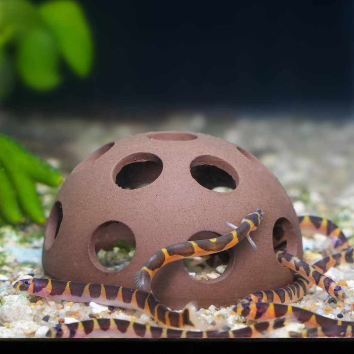 Scratch and Dent Aquarium Co - Op Shrimp Cave - Aquarium Co - Op