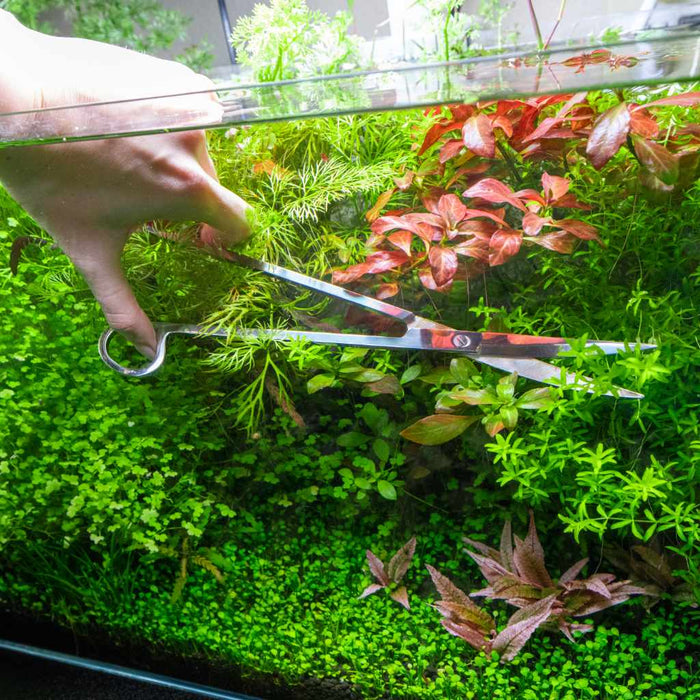 Scratch and Dent Curved Aquarium Plant Scissors - Aquarium Co - Op