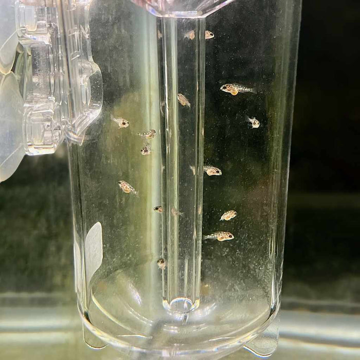 Scratch and Dent Ziss Egg Tumbler - Aquarium Co - Op