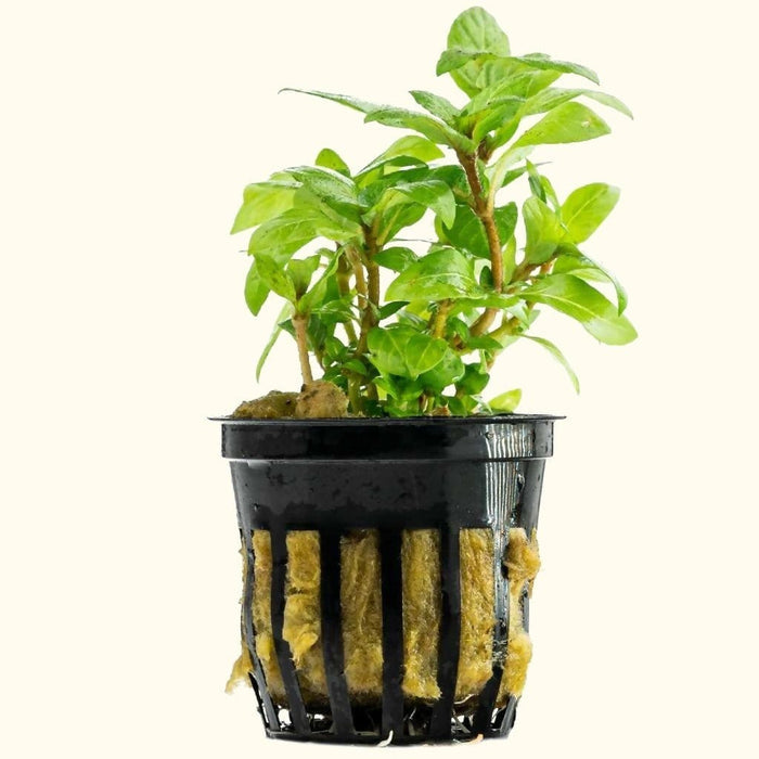 Staurogyne Repens - Aquarium Co - Op