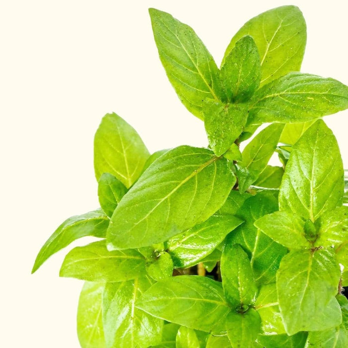 Staurogyne Repens - Aquarium Co - Op