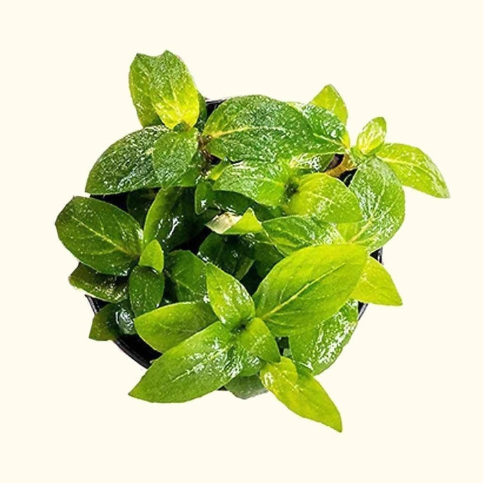 Staurogyne Repens - Aquarium Co - Op