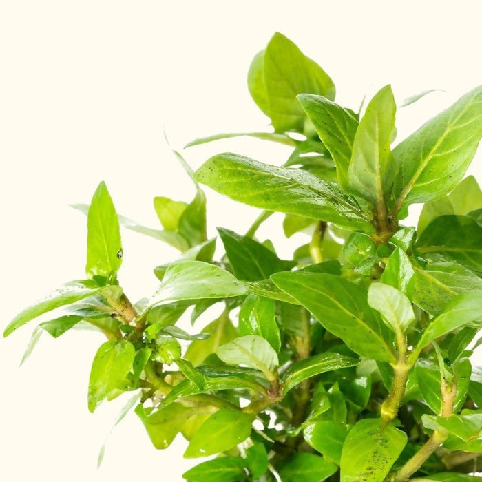 Staurogyne Repens - Aquarium Co - Op