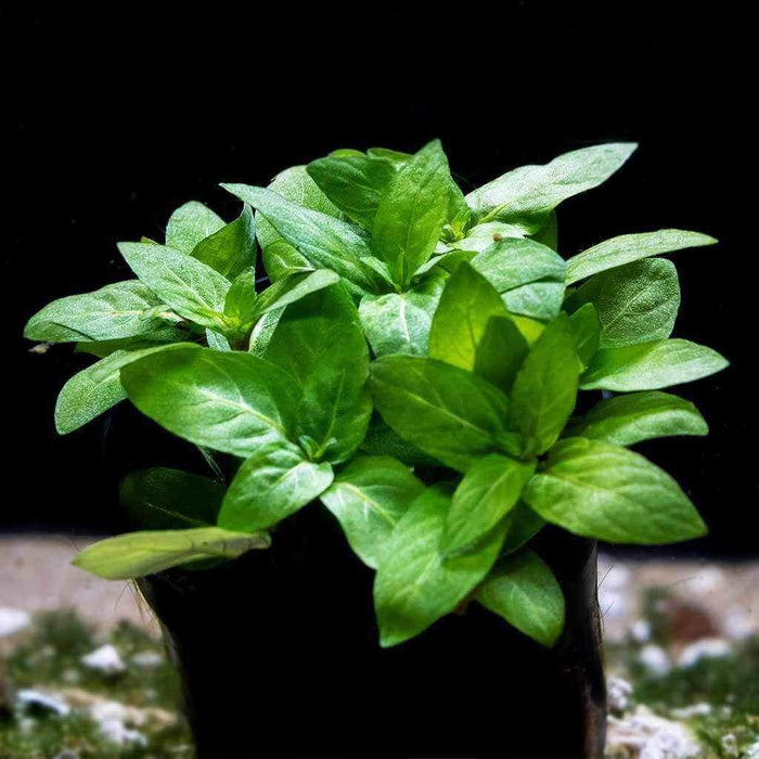 Staurogyne Repens - Aquarium Co - Op