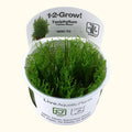 Taxiphyllum alternans 'Taiwan Moss' Tissue Culture - Aquarium Co - Op
