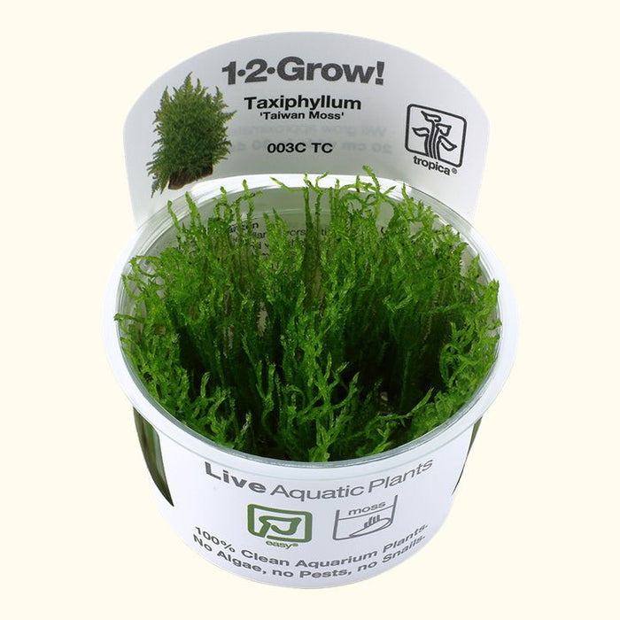 Taxiphyllum alternans 'Taiwan Moss' Tissue Culture - Aquarium Co - Op