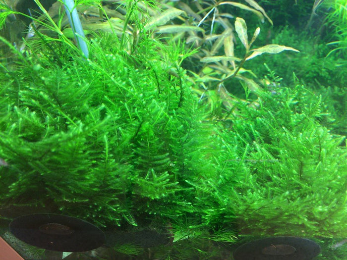 Taxiphyllum alternans 'Taiwan Moss' Tissue Culture - Aquarium Co - Op