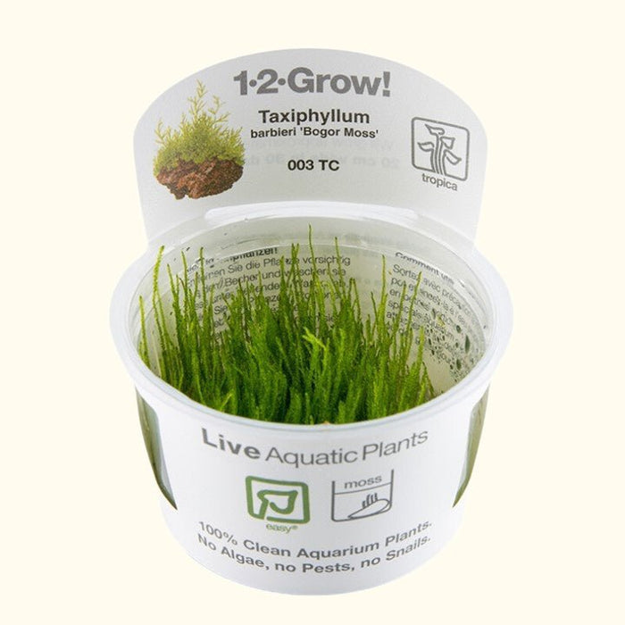 Taxiphyllum barbieri 'Bogor Moss' Tissue Culture - Aquarium Co - Op