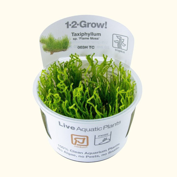 Taxiphyllum sp. ’Flame Moss’ Tissue Culture - Aquarium Co - Op