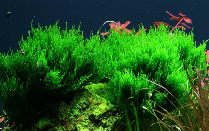 Taxiphyllum sp. ’Flame Moss’ Tissue Culture - Aquarium Co - Op