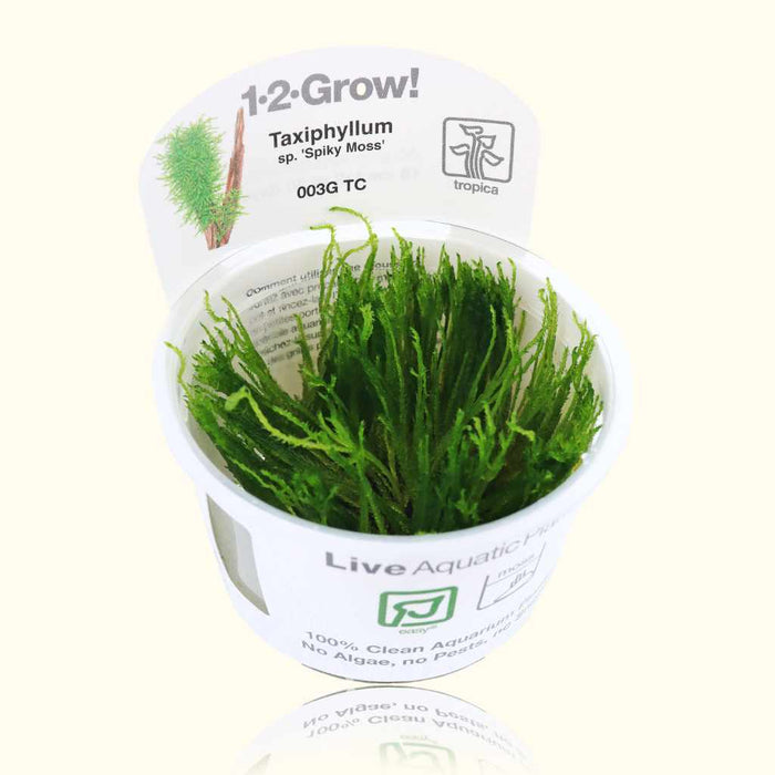 Taxiphyllum 'Spiky Moss' Tissue Culture - Aquarium Co - Op