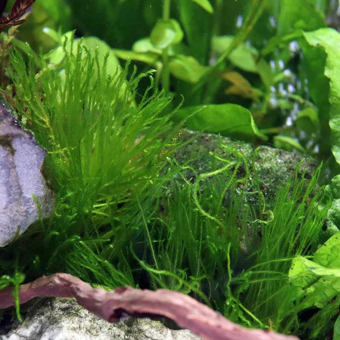 Taxiphyllum 'Spiky Moss' Tissue Culture - Aquarium Co - Op