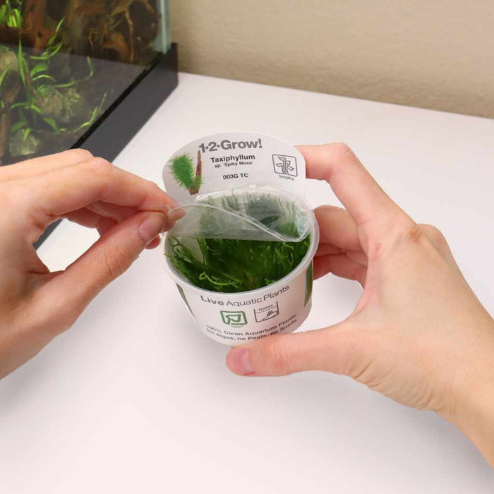 Taxiphyllum 'Spiky Moss' Tissue Culture - Aquarium Co - Op