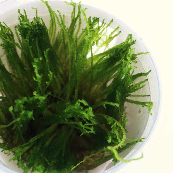 Taxiphyllum 'Spiky Moss' Tissue Culture - Aquarium Co - Op