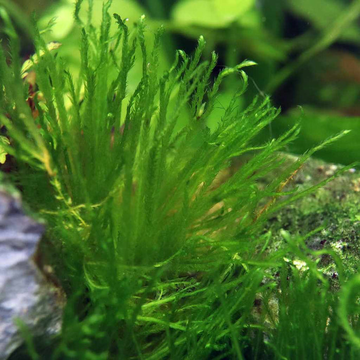 Taxiphyllum 'Spiky Moss' Tissue Culture - Aquarium Co - Op